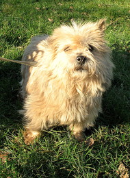 TANIA Cairn terrier 9 ans SPA D'ORGEVAL (78) Imf_co12