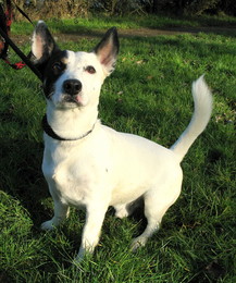 MILO Jack Russel 3 ans SPA D'ORGEVAL (78) Imf_co14