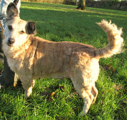 CERISE croisée Basset 7 ans SPA D'ORGEVAL (78) Imf_co16