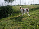 LOULOU Fox Terrier 5 ans  -  SPA DE CLIRON (08) Thumb_60