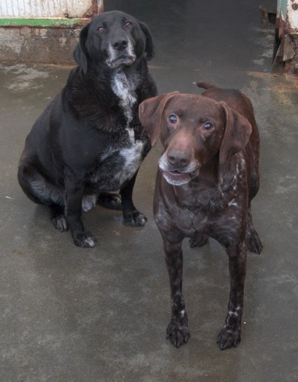 TOM - x labrador 10 ans - APAA à Tregrom (22) Tom-fa10