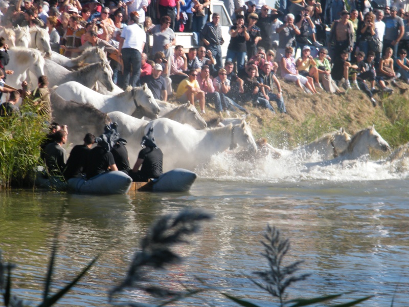 gaze chevaux + taureaux aigues-mortes le 11 10 2011 Toros_25