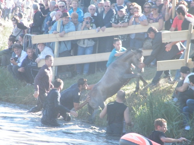 gaze chevaux + taureaux aigues-mortes le 11 10 2011 Toros_30