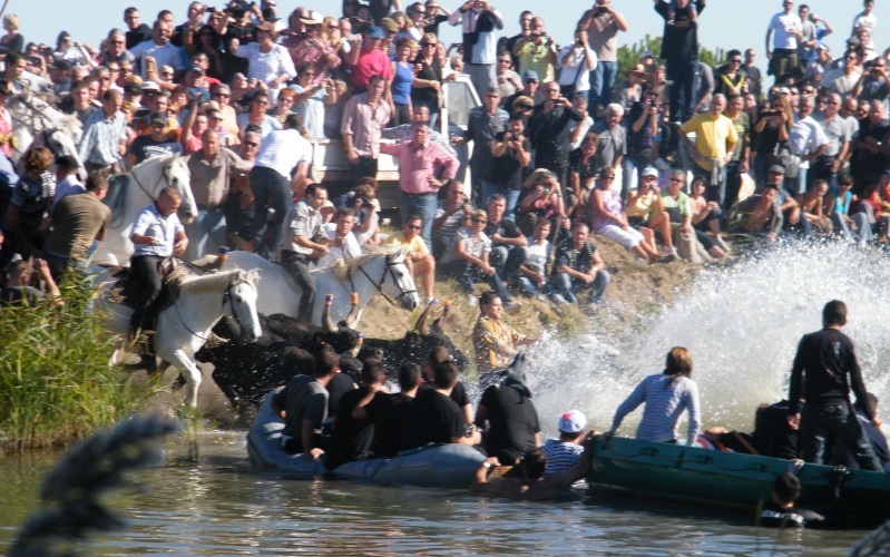 gaze chevaux + taureaux aigues-mortes le 11 10 2011 Toros_36