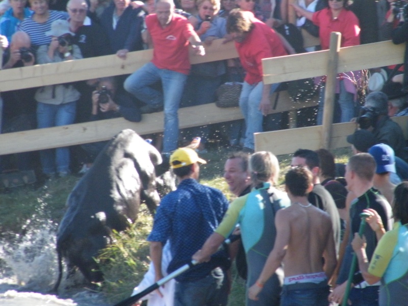gaze chevaux + taureaux aigues-mortes le 11 10 2011 Toros_44