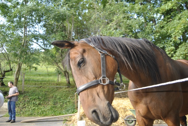 URAIA - ONC selle née en 1996 - adoptée en avril 2012 par Natalia et Sébastien _dsc0110