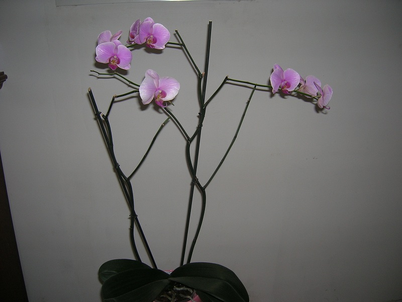 Phalaenopsis 'Ravenna' Orchid10