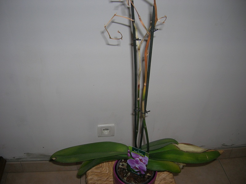 Phalaenopsis 'Ravenna' Orchid11
