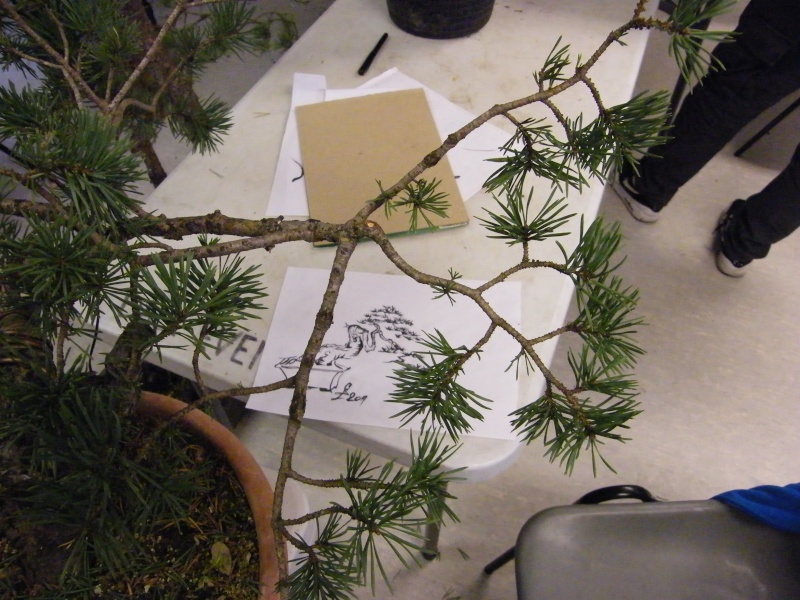 Pinus sylvestris "sumo?" 2011 - grafting branches Dscf1121