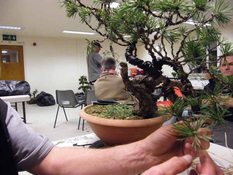 Pinus sylvestris "sumo?" 2011 - grafting branches Dscf1123