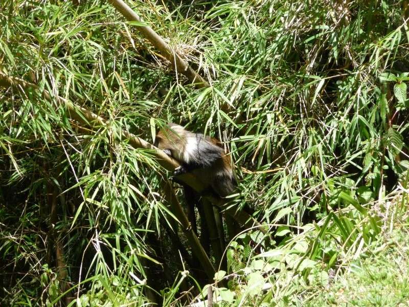 Kenya  Monte Kenya - Le scimmie Colobus Colobu11
