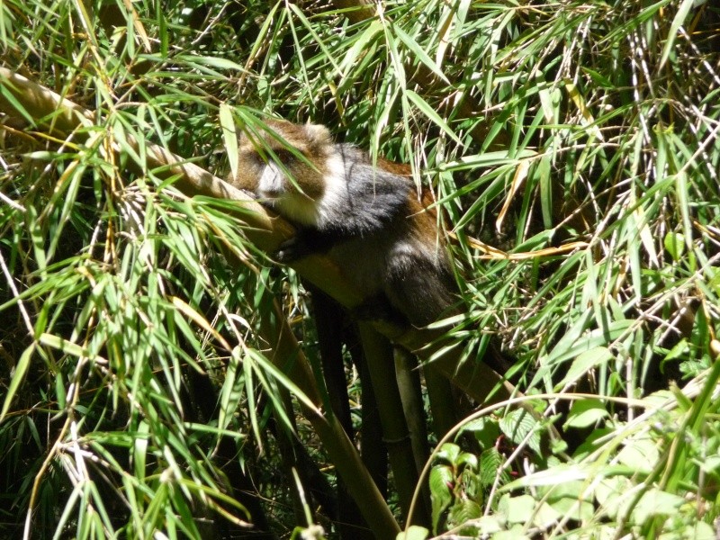 Kenya  Monte Kenya - Le scimmie Colobus Colobu12