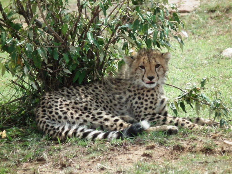 Masai Mara - September 2011 - Cheetahs Kenya_15