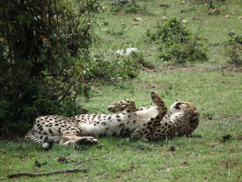 Masai Mara - September 2011 - Cheetahs Kenya_16