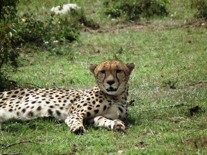 Masai Mara - September 2011 - Cheetahs Kenya_17