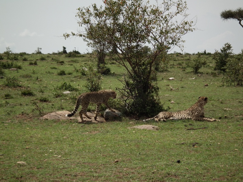 Masai Mara - September 2011 - Cheetahs Kenya_18