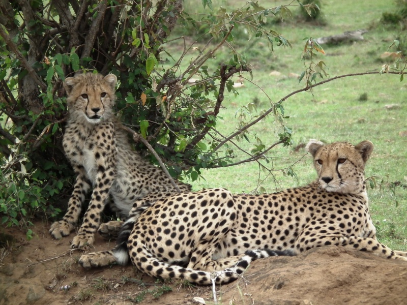 Masai Mara - September 2011 - Cheetahs Kenya_19