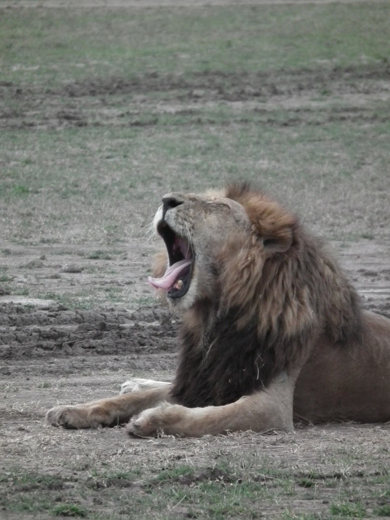 Masai Mara - September 2011 - Lions Kenya_27