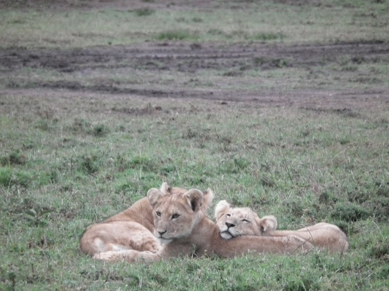 Masai Mara - September 2011 - Lions Kenya_30