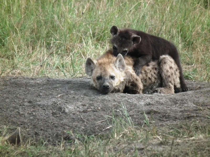 Masai Mara - September 2011 - Hyena Kenya_63