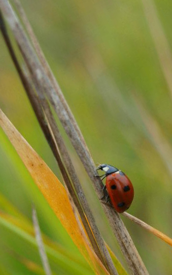 Madame la coccinelle. 37756110