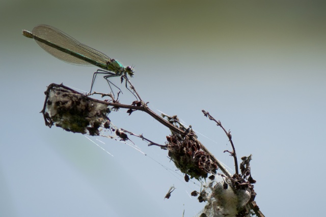 2h sur les bords de Loire Agrion10