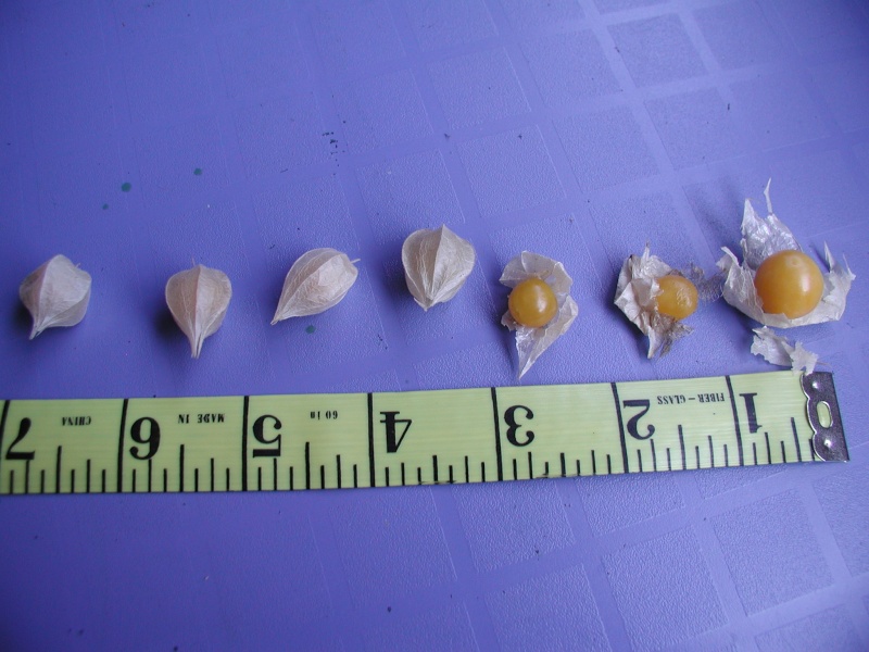 How to save ground cherry harvest??? 3_peel10