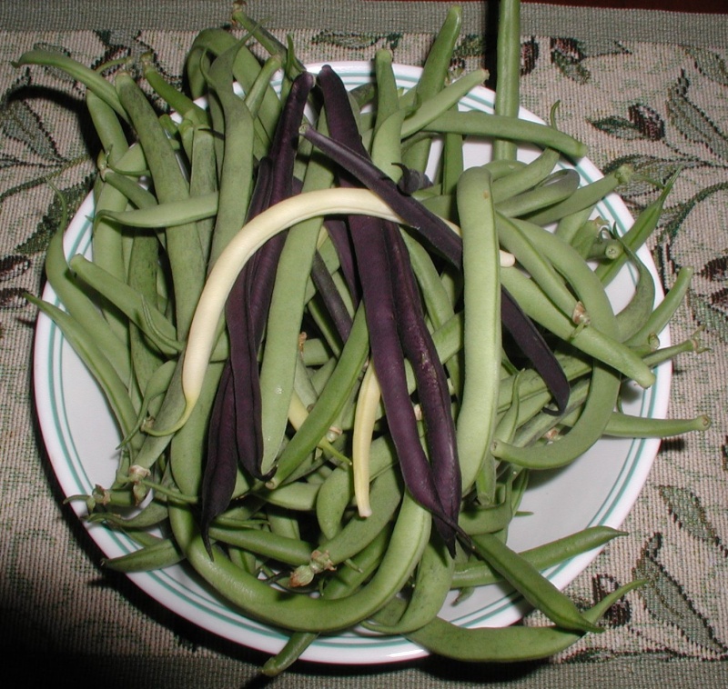 What are you eating from your garden today? - Page 7 Bush_b10