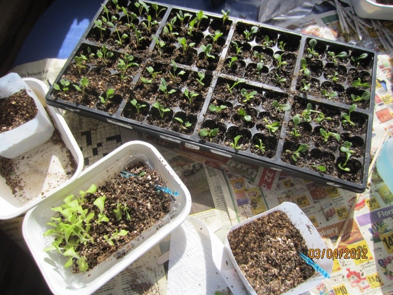 How to ?: Indoor seed starts for loose leaf lettuce & salad mix? Calabr10