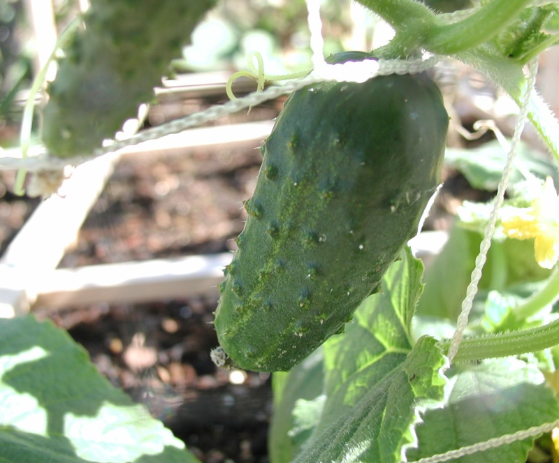 What are you eating from your garden today? - Page 8 First_10