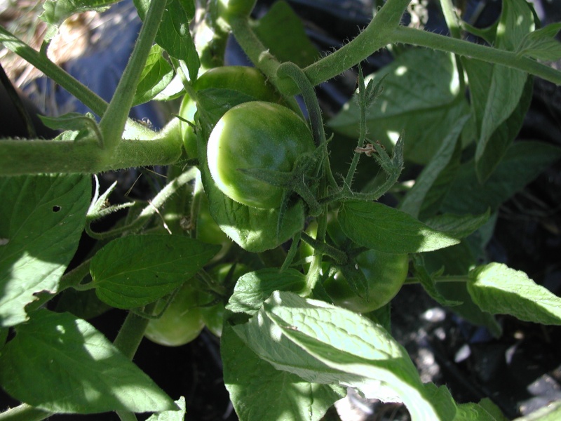 Tomato Tuesday for the PNW - Page 4 Grafte10