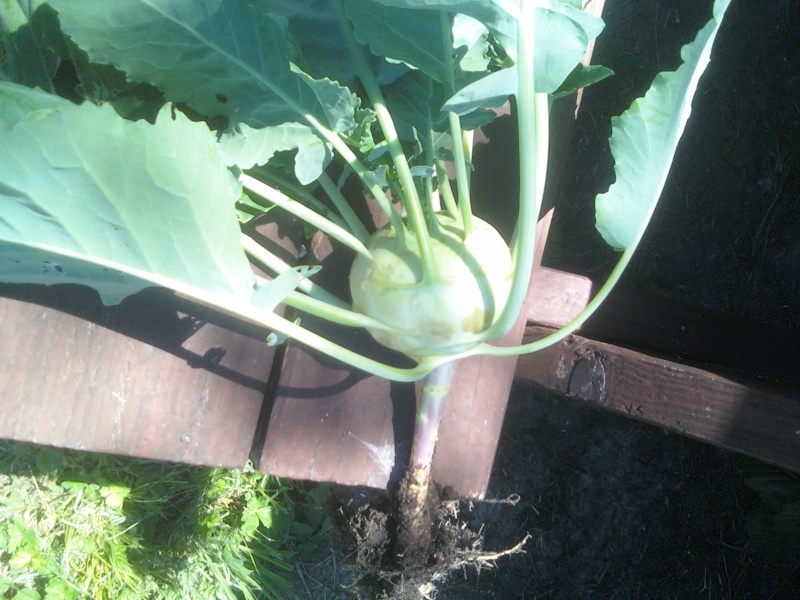 FRIDAY'S ROOKIE TOPIC XV, KOHLRABI Kohlra12