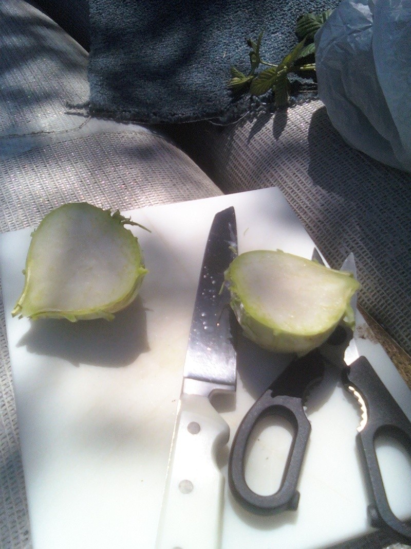 FRIDAY'S ROOKIE TOPIC XV, KOHLRABI Ready_11