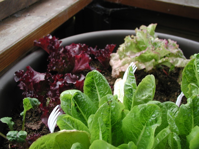 Unmarked Seedlings & Lettuces Roundf10