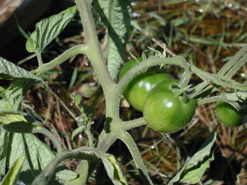 Tomato Tuesday for the PNW - Page 4 Stupic10