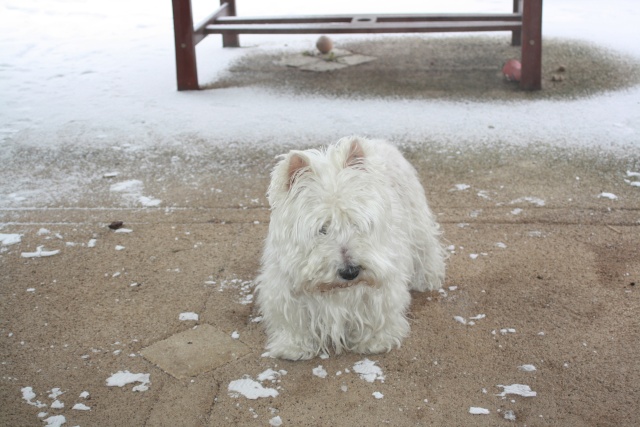 Bianca et Tequila du clan des McWesties - Page 6 Img_2715