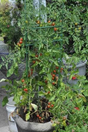 Tomato Tuesday/N. Calif. & Coastal Valleys 29jun212