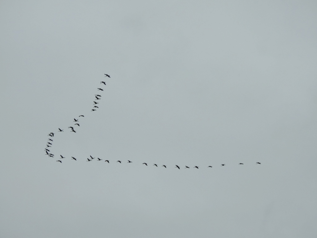 Les oiseaux de moin coin "Fil ouvert" - Page 7 Grue610