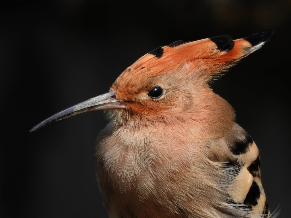 Les oiseaux de moin coin "Fil ouvert" - Page 12 Huppe_10