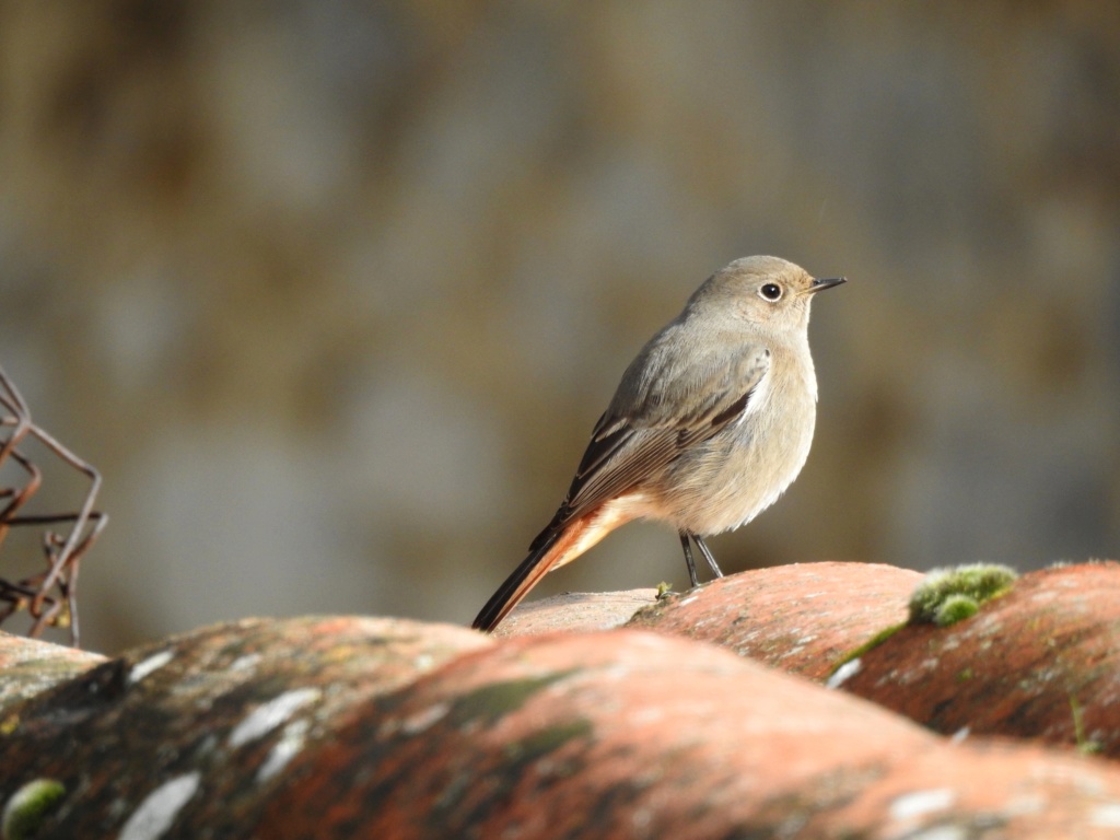 Les oiseaux de moin coin "Fil ouvert" - Page 17 Rouge_10