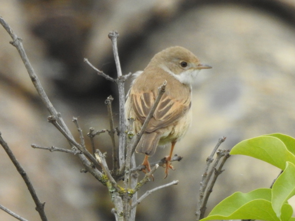 Les oiseaux de moin coin "Fil ouvert" - Page 13 Rscn9510