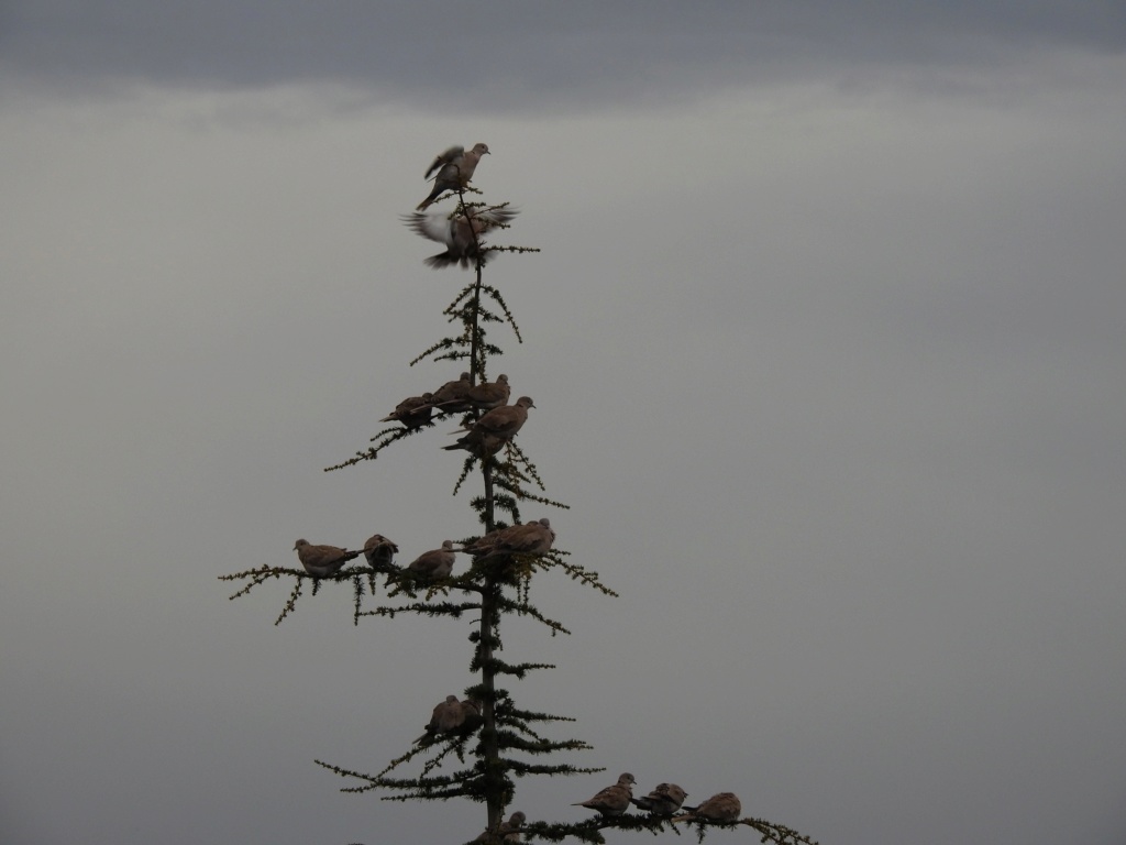 Les oiseaux de moin coin "Fil ouvert" - Page 7 Tourte10