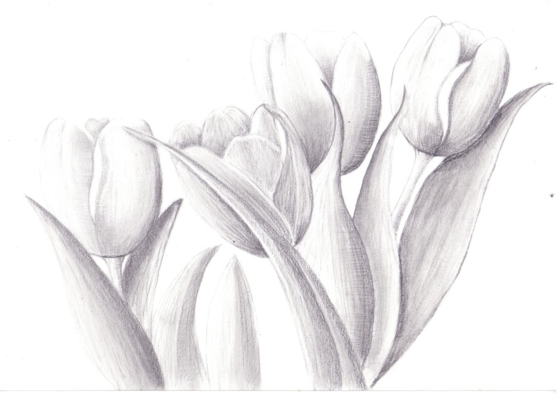 Dessins, peinture... de Cendy - Page 4 Tulipe10