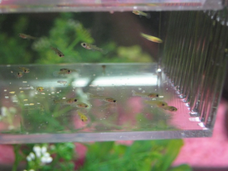 Guppy Aquariophile Generale General Fishkeeping Nimo
