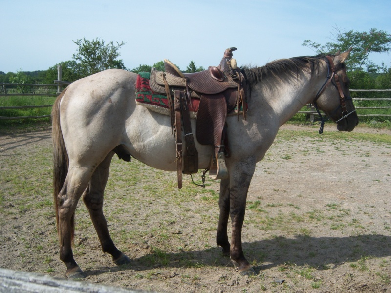 [Vendu] quarter horse male fondation/ranch 100_6111
