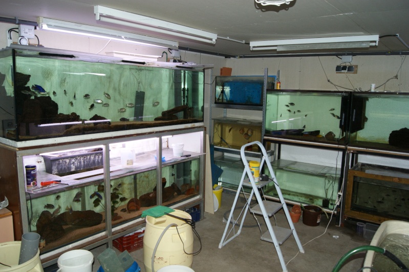 ma fishroom Dsc02215