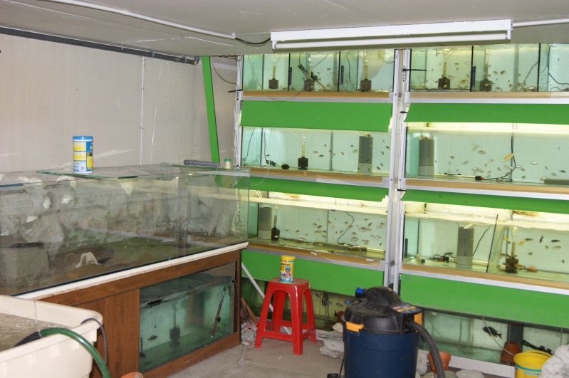 ma fishroom Dsc02216