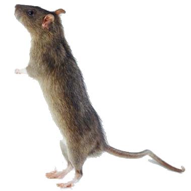 Pas à pas d'un petit rat Rats-010