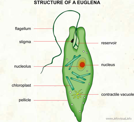 شكل توضيحي لطحلب اليوجلينا Euglena   00120s11