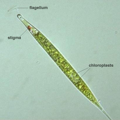 طحلب اليوجلينا Euglena Acus211